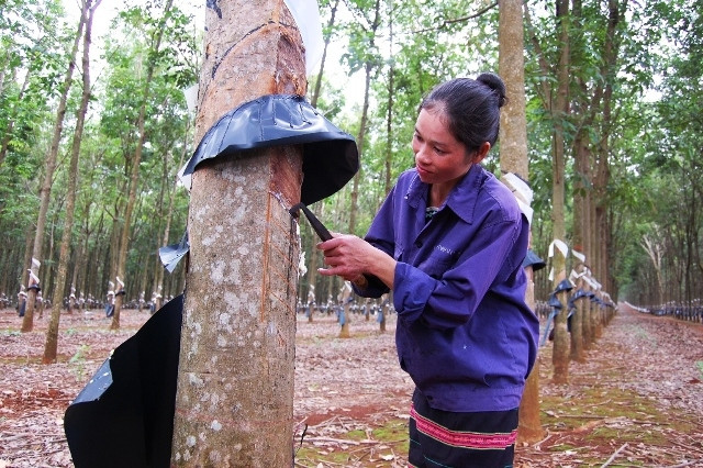 H’Byên đang cạo mủ cao su.