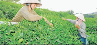 Thu hoạch chè búp tươi tại huyện Đồng Hỷ.