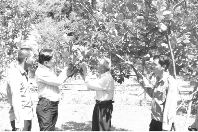 Cán bộ nông nghiệp huyện Phú Ninh hướng dẫn người dân xã Tam Phước kỹ thuật trồng và chăm sóc cây ăn quả.