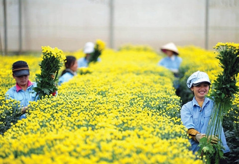 Người trồng hoa thật sự tìm thấy niềm vui trong từng chi chút đâm chồi nảy lộc của hoa. Ảnh: VĂN BẢO