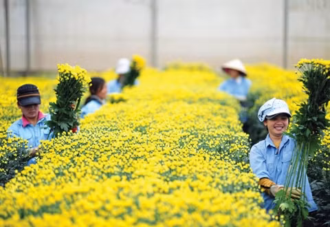 Người trồng hoa thật sự tìm thấy niềm vui trong từng chi chút đâm chồi nảy lộc của hoa. Ảnh: VĂN BẢO