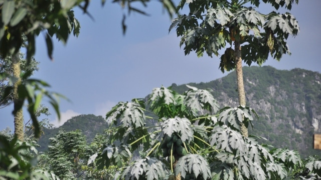 Những ngọn cây đã chyển thành màu trắng.