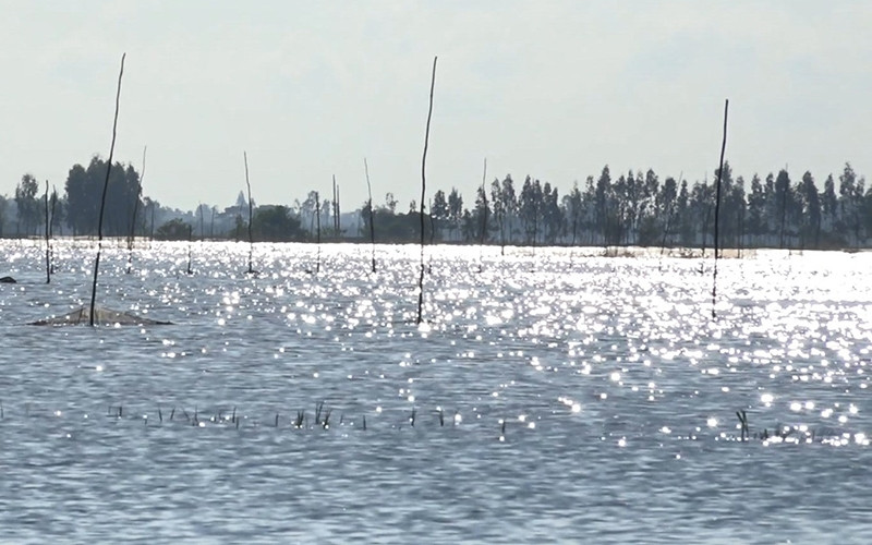 Nhiều cánh đồng huyện Hồng Ngự đã cho xả lũ đón phù sa.