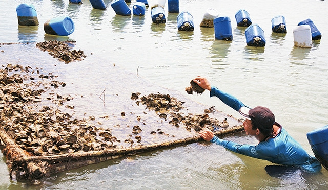  Hiện nay, nghề nuôi hàu trên biển đã mang lại cuộc sống khá hơn cho người dân xã đảo Thạnh An.