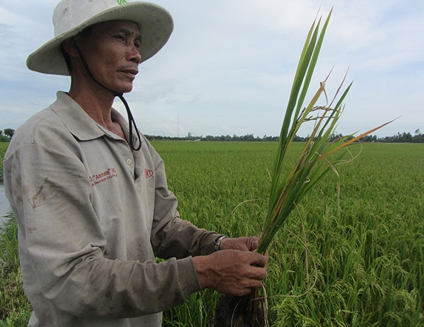 Ông Võ Văn Thêm ngậm ngùi nhổ từng cây lúa bị bệnh vàng lùn, lùn xoắn lá.