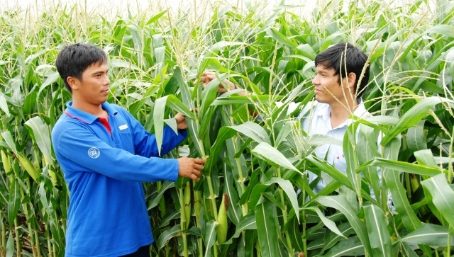 Trồng giống ngô chuyển gen NK66 Bt/GT.