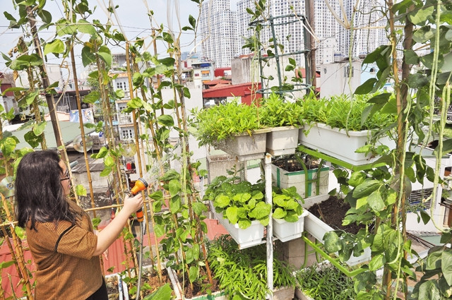 Chăm sóc cây hoa là một niềm vui bình dị.