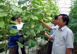 Cán bộ kỹ thuật Trung tâm phát triển
nông, lâm nghiệp công nghệ cao Hải
Phòng theo dõi quá trình sinh trưởng
của dưa chu