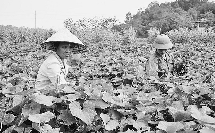 Gia đình bà Bùi Thị Tiền, thôn Đồng Thanh, xã Hồ Sơn (huyện Tam Đảo) trồng ba sào su su cho thu nhập 30 triệu đồng/vụ.