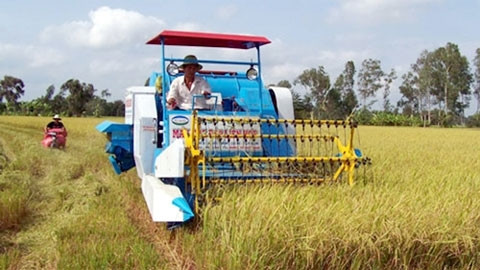Thu hoạch lúa trên cánh đồng mẫu lớn ở tỉnh Long An. Ảnh: HOÀNG PHƯƠNG