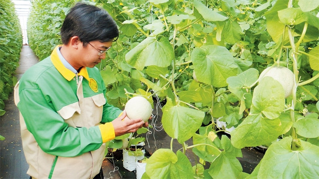 Mô hình trồng dưa lê tại Trung tâm ứng dụng công nghệ sinh học Đồng Nai, xã Xuân Đường, huyện Cẩm Mỹ (Đồng Nai). Ảnh: TÂN TÂN
