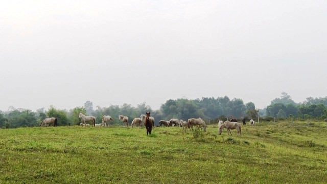 Đàn ngựa của Trung tâm Nghiên cứu và Phát triển chăn nuôi miền núi.