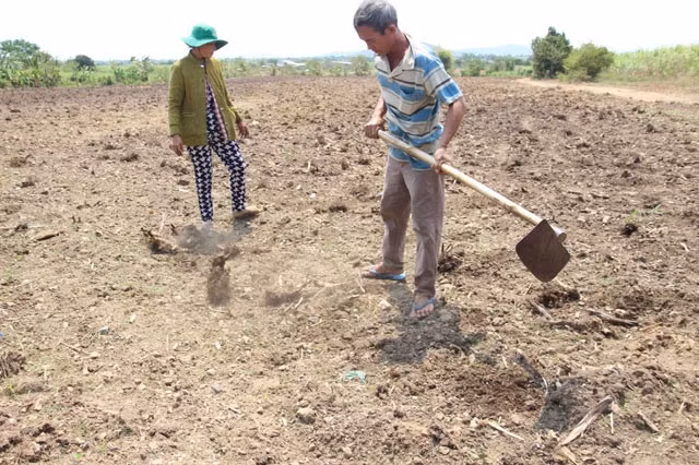 Bà Bùi Thị Mai Sương ở thôn Phú Thuận, xã Mỹ Sơn, huyện Ninh Sơn (Ninh Thuận) đã chặt bỏ gốc một ha mía tơ vừa cho thu hoạch lứa đầu tiên được 90 tấn để trồng cây khác với mong muốn có lãi nhiều hơn.