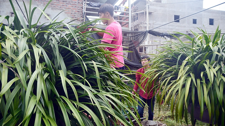 Người dân xã Tả Phìn chăm sóc địa lan. 