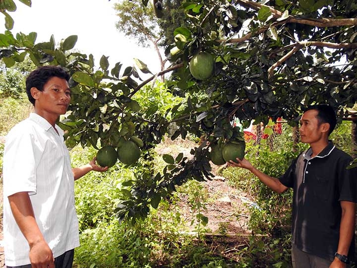  Bưởi da xanh được trồng trên triền núi dốc mang lại thu nhập cao cho người dân xã Phước Bình, huyện Bác Ái (Ninh Thuận).