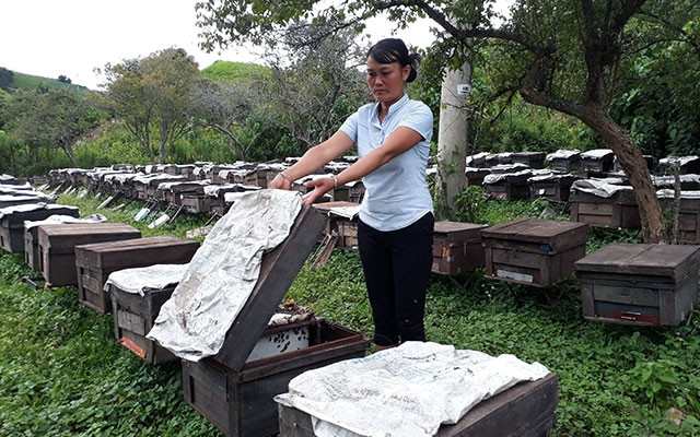 Mô hình nuôi ong ở Sơn La cho hiệu quả kinh tế cao. Ảnh: Văn Học