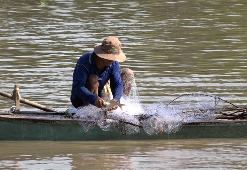 Trên các nhánh sông ở huyện Hồng Ngự, ngư dân cũng đã bắt tay vào việc mưu sinh mùa lũ.