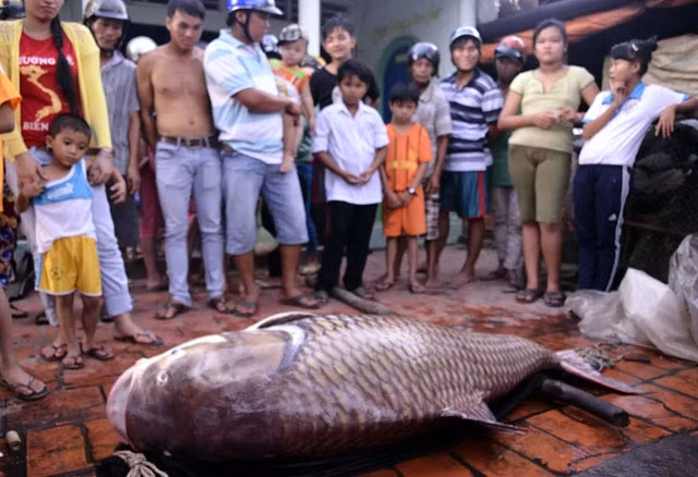 Con cá hô vàng nặng đến 130kg vừa dính lưới của ngư dân Vĩnh Long, chiều 6-12.