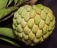 Hạt quả na có thể
trị nhức răng.