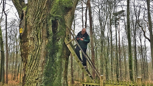 Người đưa thư Martens và cây sồi "se duyên". Ảnh: ELIOT STEIN