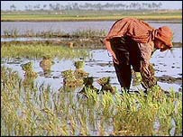 Quốc hội Hàn Quốc thông qua kế hoạch mở rộng thị trường gạo