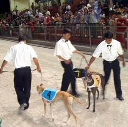 Đầu tư vào "chó chân dài"