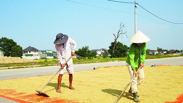 Ngay giữa thành phố Đông Hà, người dân vẫn sản xuất nông nghiệp, nét đặc trưng của làng giữa phố.