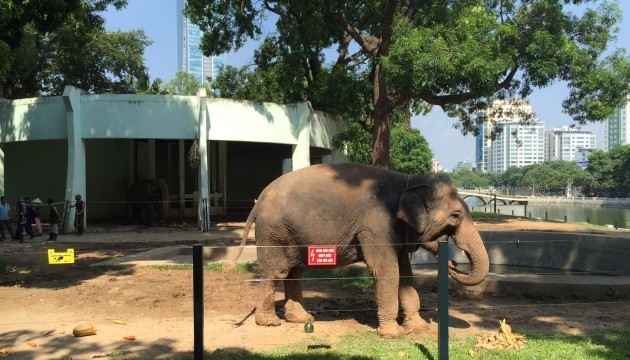 Voi Vườn thú Hà Nội được cởi xích nhờ có hàng rào điện