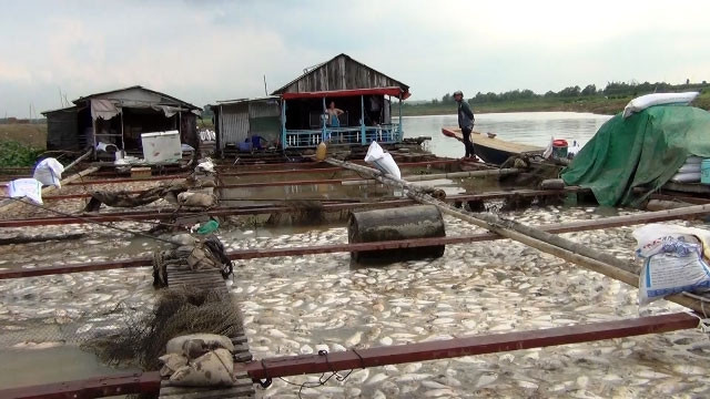 Gần 1.000 tấn cá bè chết trên sông La Ngà trong tối 15, rạng sáng 16-5.