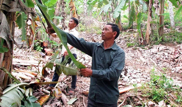 Ông Lừu Seo Pao chăm sóc vườn chuối xuất khẩu.