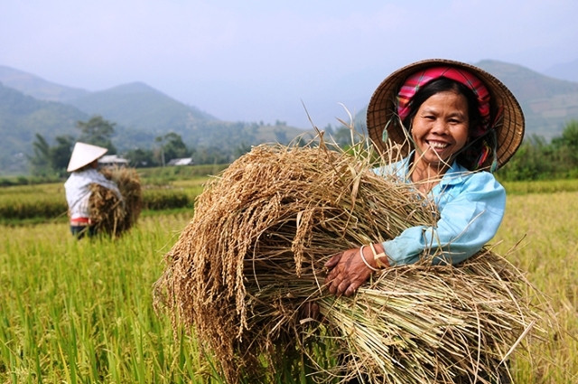 Những nụ cười hồn hậu trên cánh đồng quê