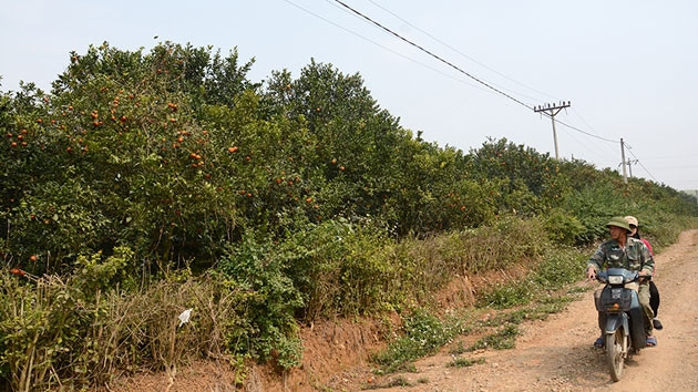 Nằm cách Hà Nội 100 km, dọc theo quốc lộ 6, thị trấn Cao Phong (huyện Cao Phong, tỉnh Hòa Bình) nức tiếng khắp cả nước với các giống cam ngon.