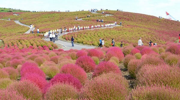 Ngọn đồi đổi màu ở Ibaraki