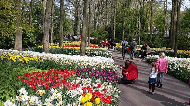 Du khách tham quan Công viên Keukenhof. Ảnh: DUTCH DAFFODILS