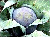 Ăn nhiều bắp cải giảm nguy cơ ung thư phổi