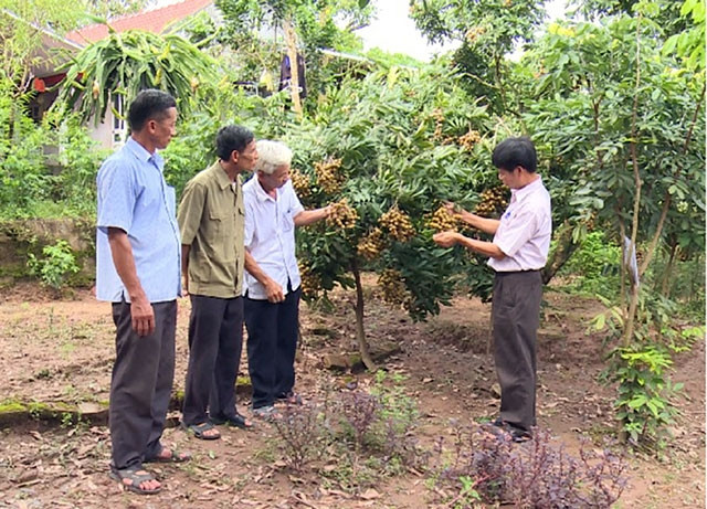 Trồng nhãn theo tiêu chuẩn VietGAP mang lại hiệu quả kinh tế cao cho người dân TP Hưng Yên (tỉnh Hưng Yên). Ảnh: VŨ TƯỜNG