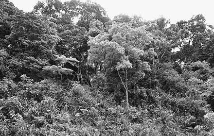 Rừng phòng hộ Ðộng Châu, huyện Lệ Thủy (Quảng Bình) được bảo vệ tốt.