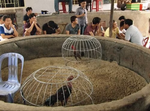 Trường gà quy mô lớn tại TP Huế do Phạm Tiến Dũng cầm đầu.