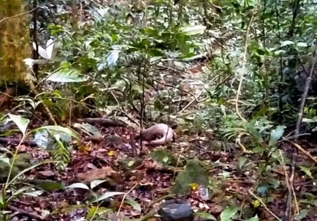 Thả cá thể tê tê quý hiếm về Vườn quốc gia Bạch Mã. (Ảnh: Kiều Tâm)