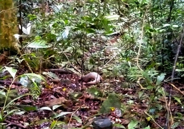 Thả cá thể tê tê quý hiếm về Vườn quốc gia Bạch Mã. (Ảnh: Kiều Tâm)