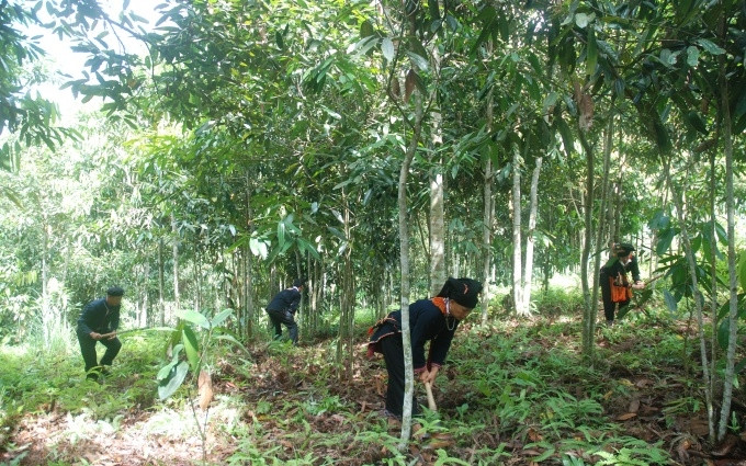 Người dân xã Phong Dụ Thượng sống chủ yếu bằng nghề trồng quế.