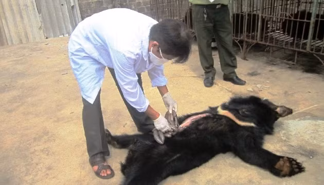 Khám nghiệm tử thi gấu trước khi tiến hành tiêu hủy, bảo đảm không để tận thu vật phẩm từ gấu. (Ảnh: Kiểm lâm Quảng Ninh cung cấp)