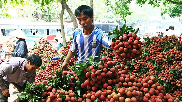 Sản lượng vải thiều Lục Ngạn giảm 50%