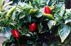 Cây ớt, vị thuốc quý