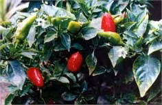 Cây ớt, vị thuốc quý