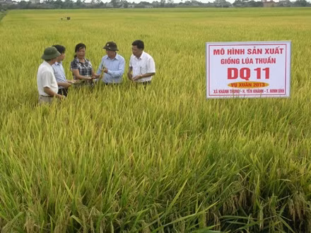 Cán bộ khuyến nông tỉnh kiểm tra chất lượng lúa trên cánh đồng mẫu lớn ở huyện Yên Khánh.