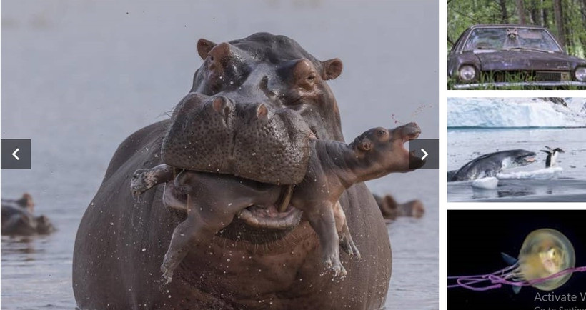 Những bức ảnh ấn tượng về động vật hoang dã 