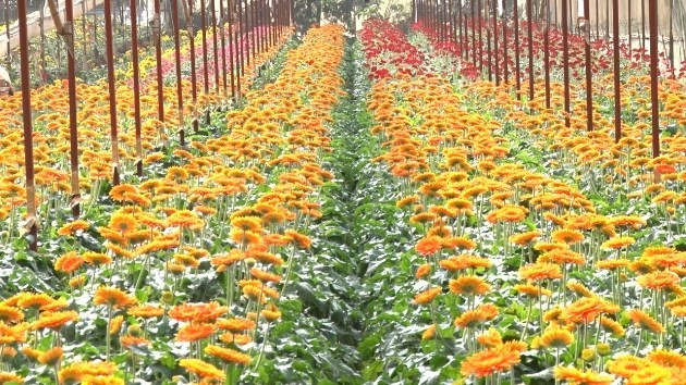 Vườn hoa ở làng hoa Đa Thiện, Đà Lạt.