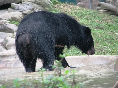 Gấu đang nghịch nước trong khu bán hoang dã.