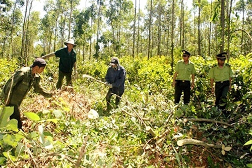 Lực lượng kiểm lâm Quảng Trị hướng dẫn người dân chăm sóc, bảo vệ rừng.